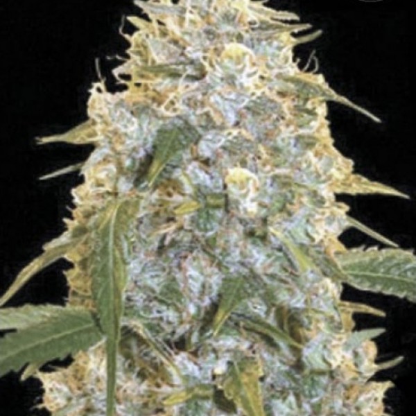 Насіння Cocopopo Feminised