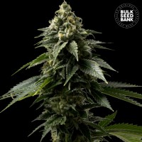 Coffe Rocket Feminised seeds