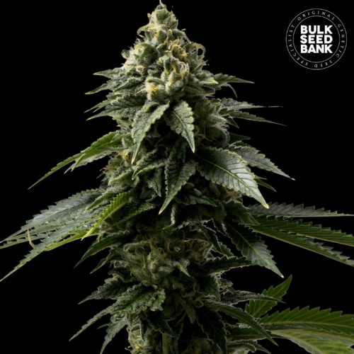Coffe Rocket Feminised seeds