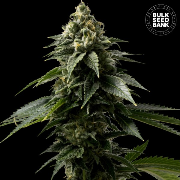 Coffe Rocket Feminised seeds