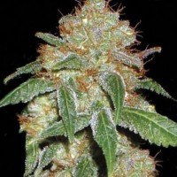 Насіння Dark Domina Feminised