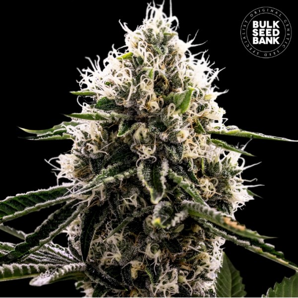Dosidos Rocketos Feminised seeds
