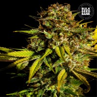 Extra Mintz Feminised seeds