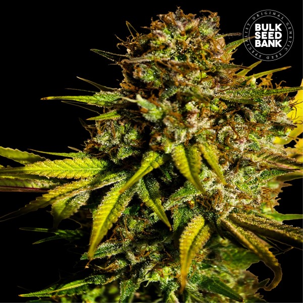 Extra Mintz Feminised seeds