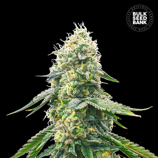 Gelato Samba Feminised seeds