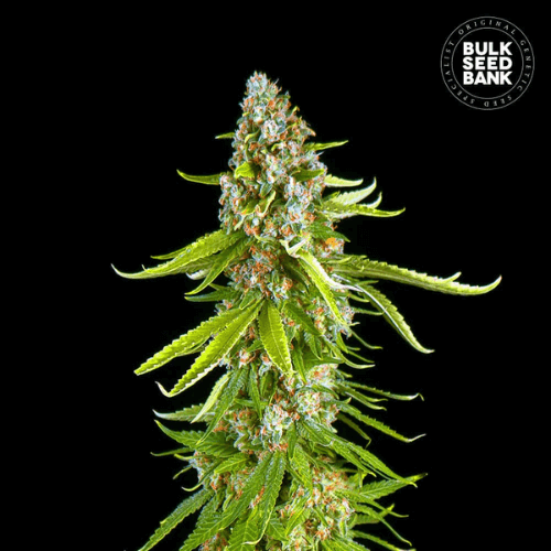 Grande Crack Feminised seeds
