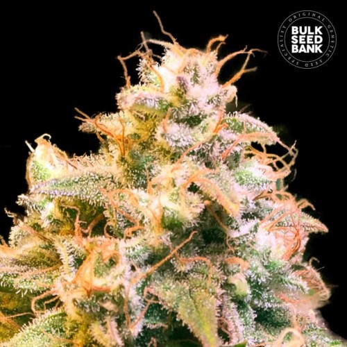 Guerilla Glue Feminised seeds