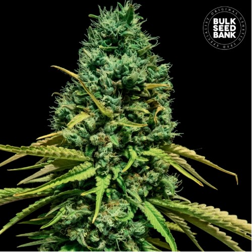 Hell Bells OG Feminised seeds