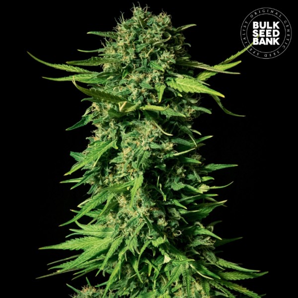 Mandalime Juice Feminised seeds