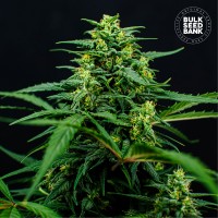 Насіння Mimosa Famosa Feminised