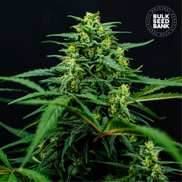 Mimosa Famosa Feminised seeds