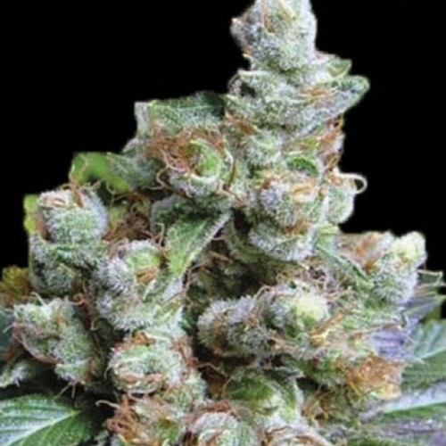 NBA Diesel Feminised