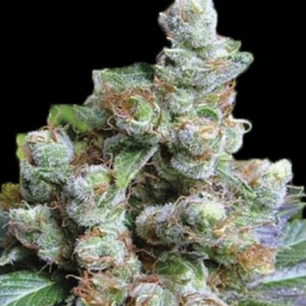 NBA Diesel Feminised