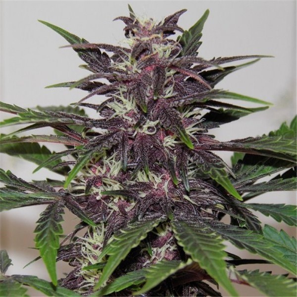 Auto Purple Glam Kush Feminised
