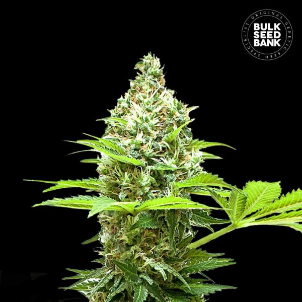 Sherbet Power Feminised seeds