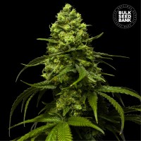 Strawberry Ferry Feminised seeds