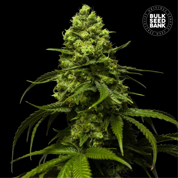 Strawberry Ferry Feminised seeds