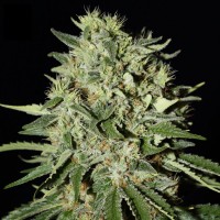 Насіння The Doctor Feminised