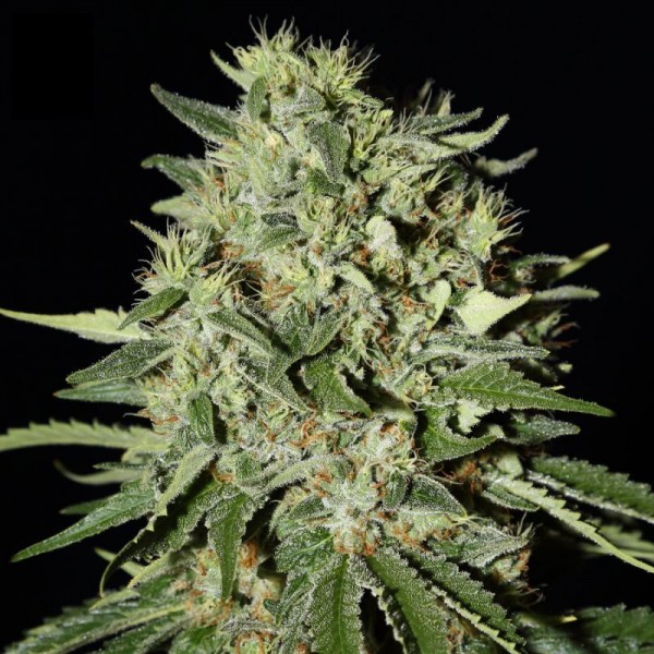 The Doctor Feminised