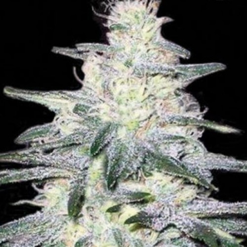 Trainwreck Feminised