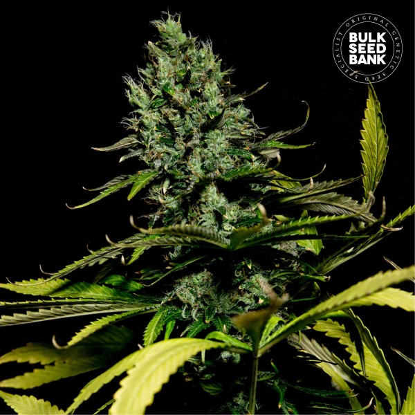Watermelon Jam Feminised seeds