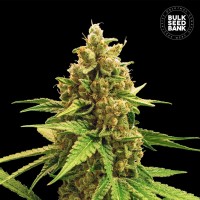 Winning Cake Feminised seeds