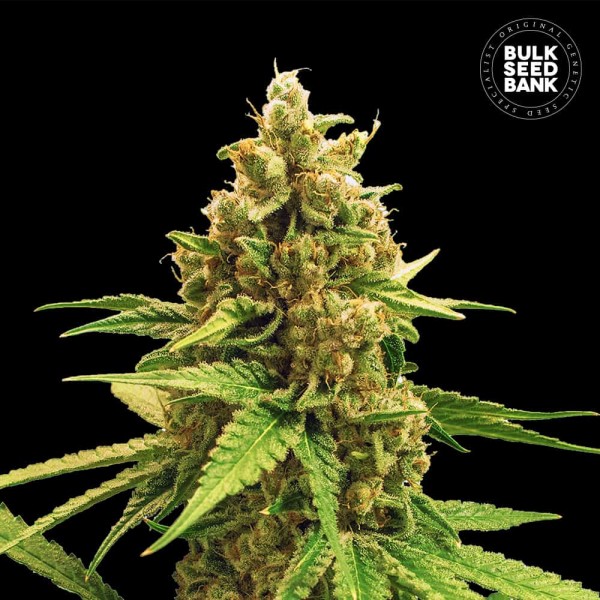 Winning Cake Feminised seeds