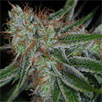 Auto Carpathian Molfar Feminised