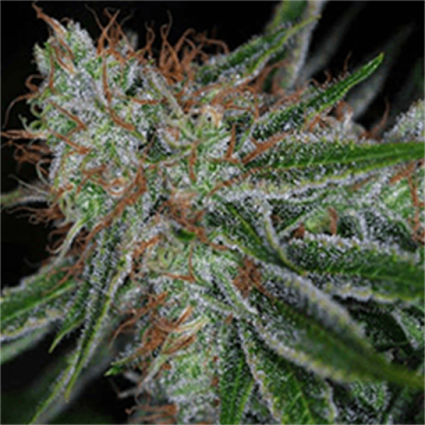 Auto Carpathian Molfar Feminised