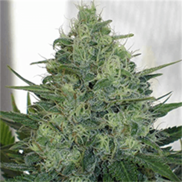 Auto Carpathian Torch of Gods Feminised