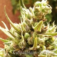 Auto Blueberry Feminised