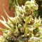 Auto Blueberry Feminised by Carpathians Seeds