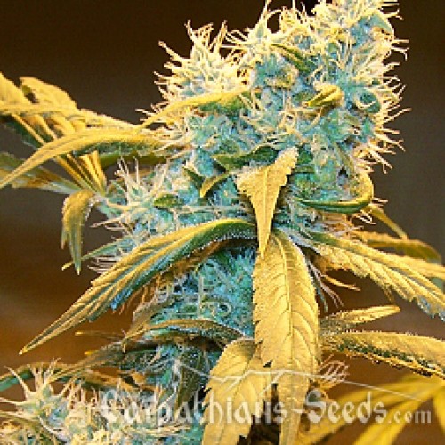 Auto Northern Blue Feminised