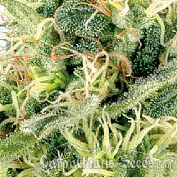 Auto Northern Lights Feminised by Carpathians Seeds