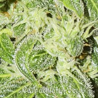 Насіння Auto Sinevir Feminised