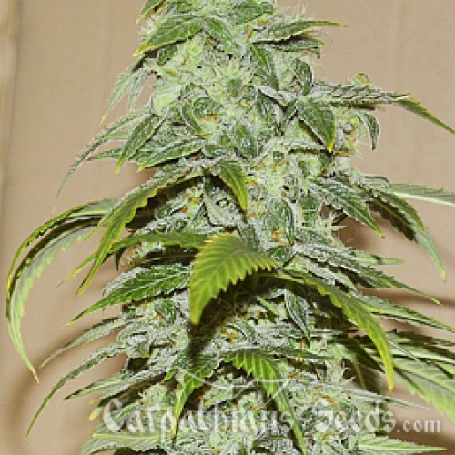 Auto White Chere Feminised