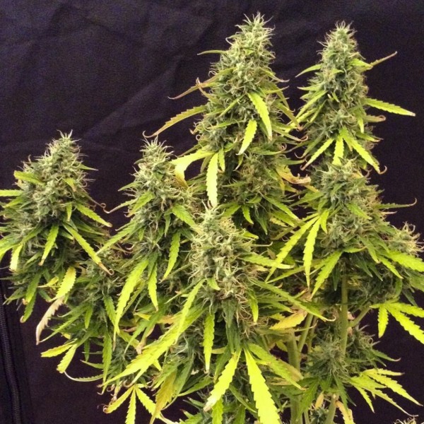 Auto Northern Lights Feminised by Carpathians Seeds