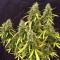 Auto Northern Lights Feminised by Carpathians Seeds
