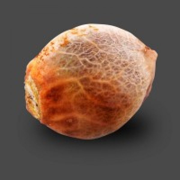 Auto Carpathian Molfar Feminised