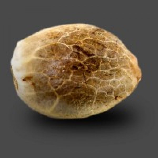 Auto Carpathian Skunk Feminised