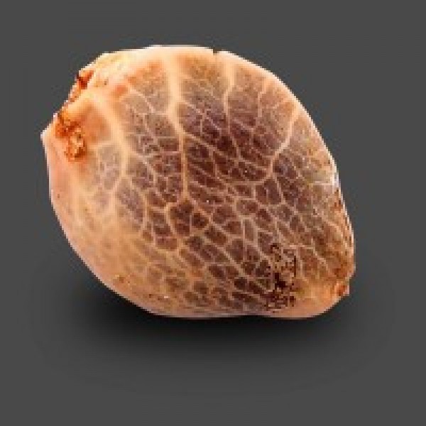 Auto Carpathian White Witch Feminised