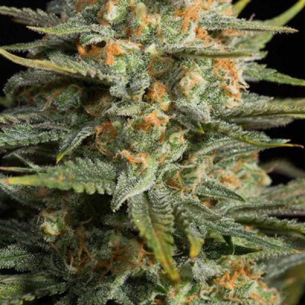 CBD Amnesia Feminised