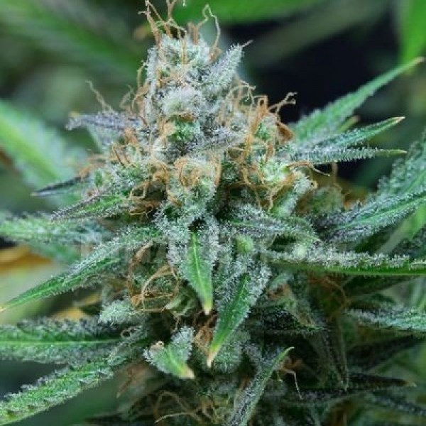 Amnesia Kush Feminised