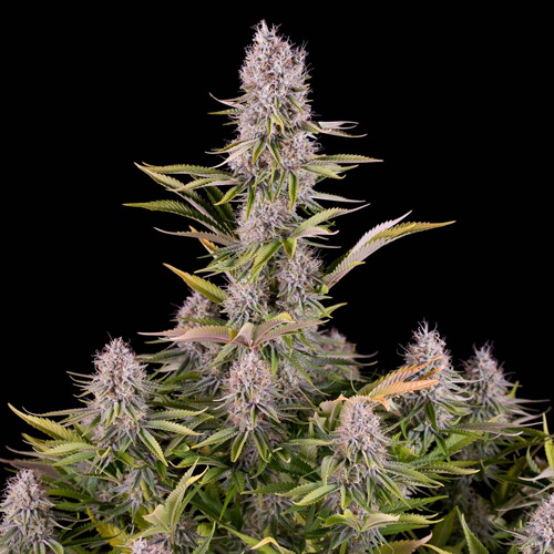 Amnesia Kush Feminised