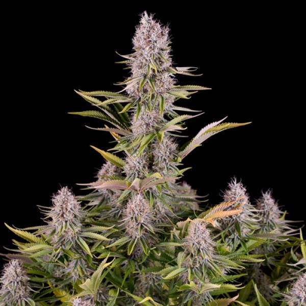 Amnesia Kush Feminised