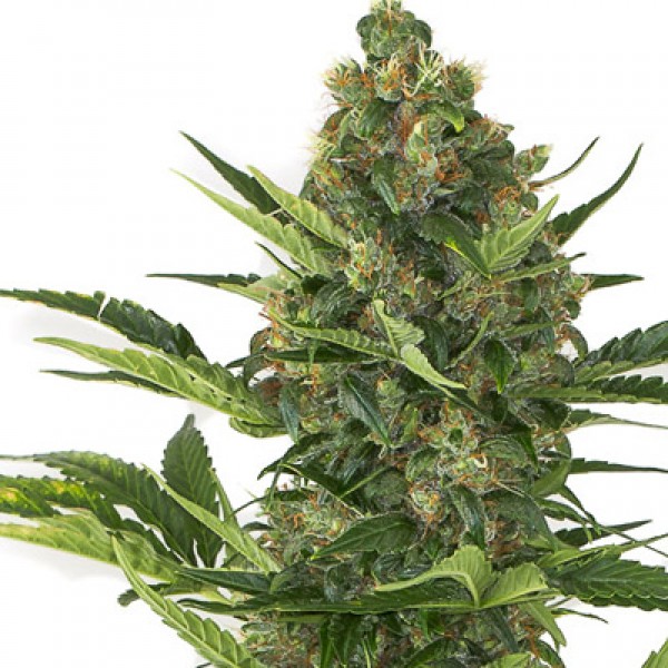 Auto Amnesia XXL Feminised