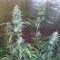 Auto Blue Amnesia XXL Feminised
