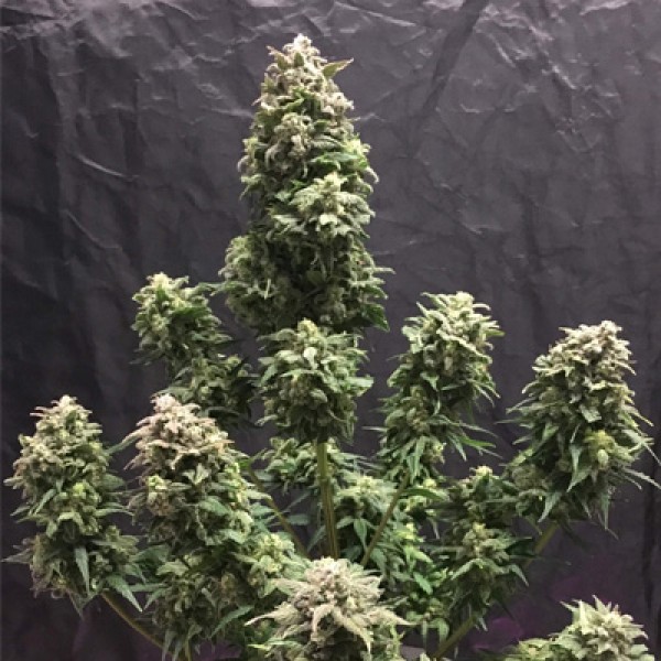 Auto Blue Amnesia XXL Feminised