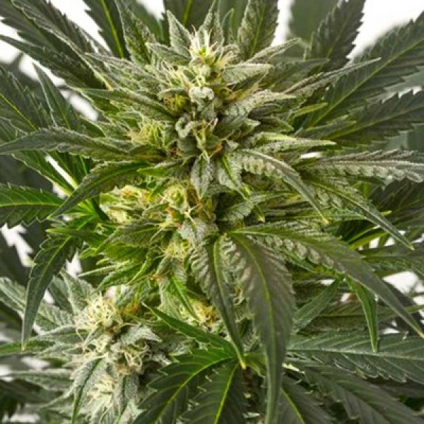 Насіння Auto Blue Critical Feminised