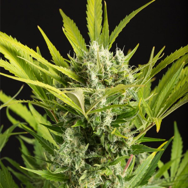 Насіння Auto Blue Critical Feminised